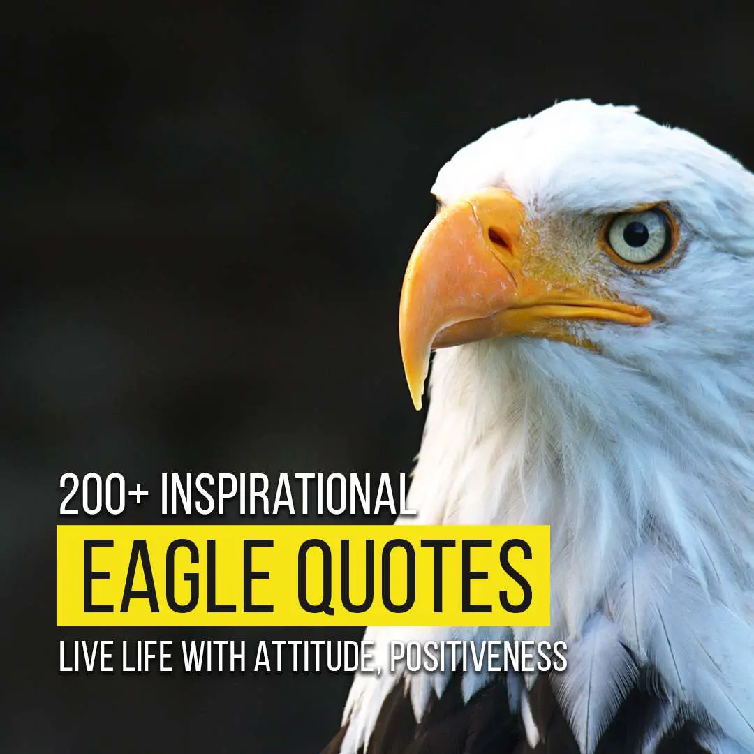 Eagle Quotes