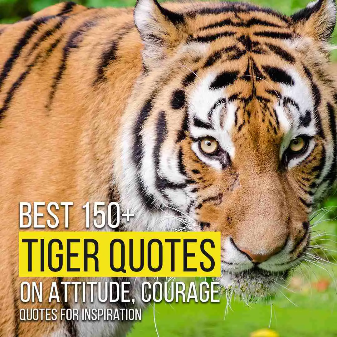 tiger safari quotes