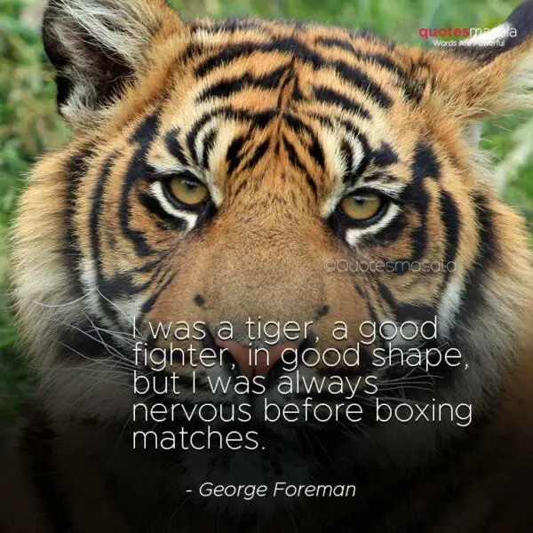 Best 150+ Tiger Quotes On Attitude, Courage | Quotes For Inspiration ...