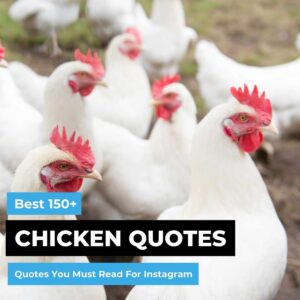 Chicken Quotes Thumbnail