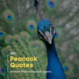 Peacock Quotes