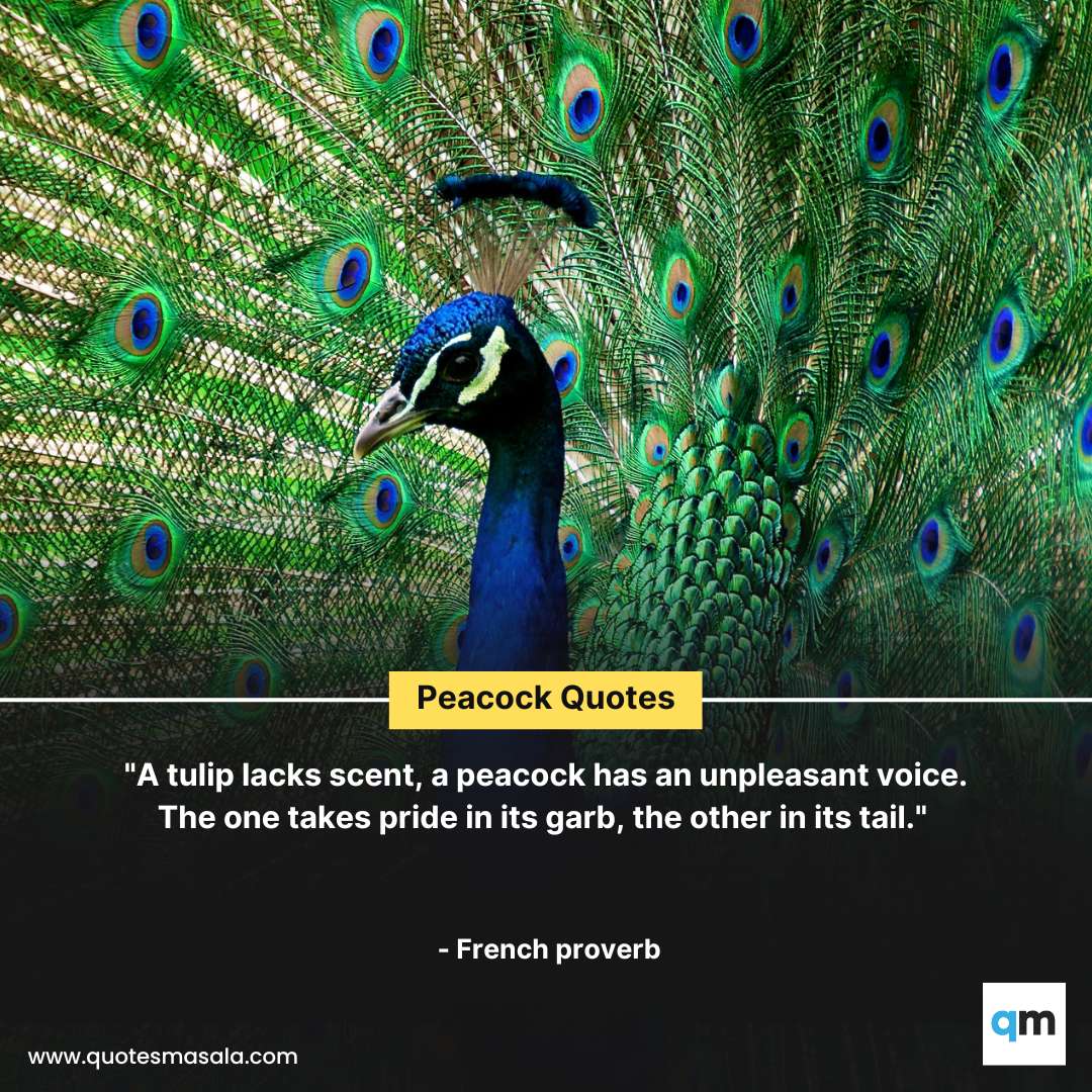 60+ Peacock Quotes | Brilliant Positive Peacock Quotes | Quotesmasala