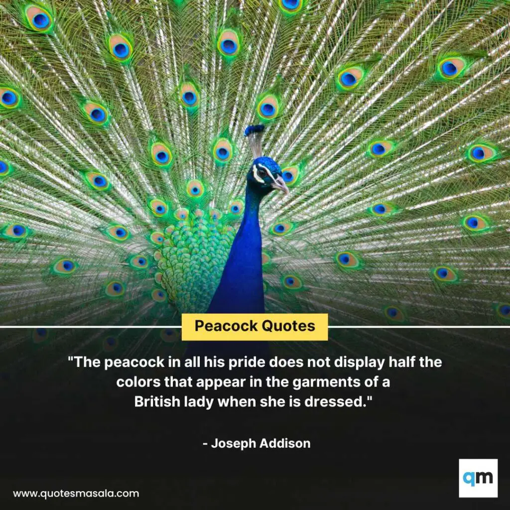Peacock Quotes Images