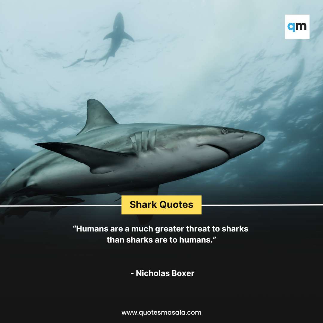 50+ Shark Quotes For Life Motivation | Quotesmasala