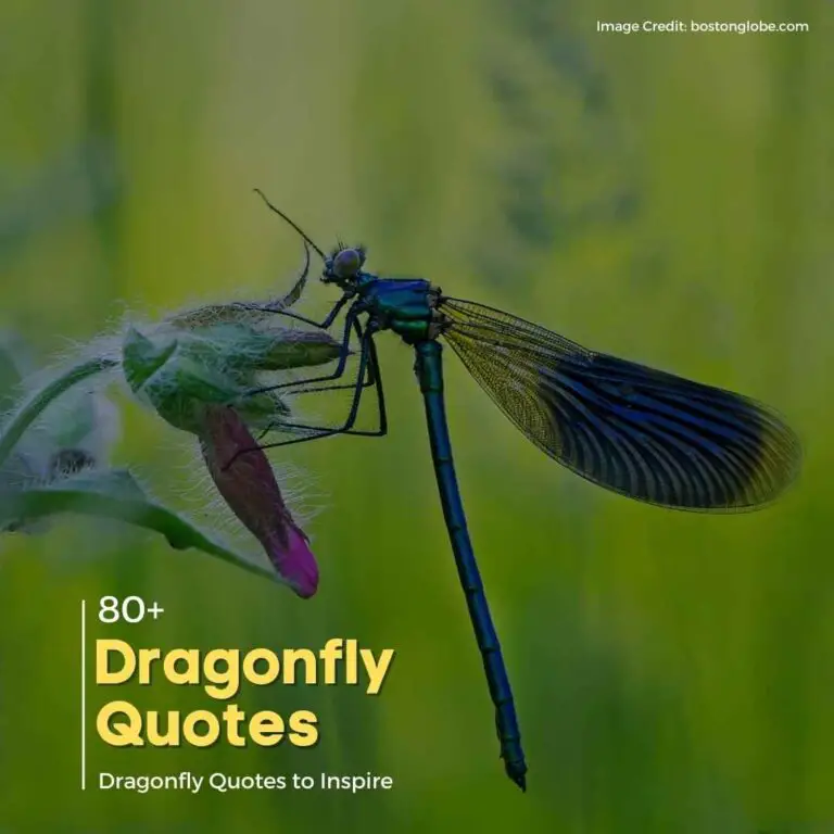 Dragonfly Quotes